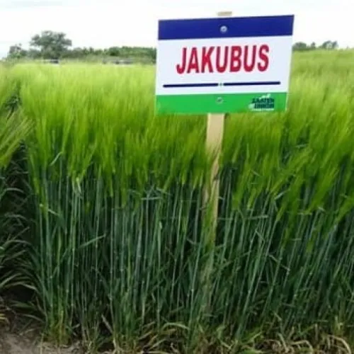 SU Jakubus csávázott+stimulátor I. fok