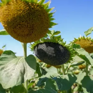 SY Fabian AR Elevation Plus csávázott+rovarölő +stimulátor