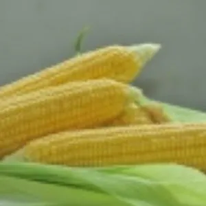 Gyöngyhajnal csávázott