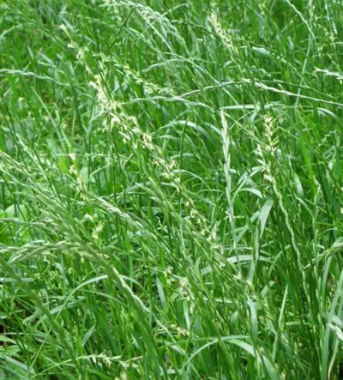 Jaran tetraploid csávázatlan