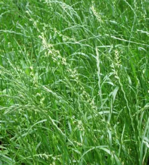 Jaran tetraploid csávázatlan