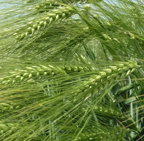 SU Fascination csávázott II. fok