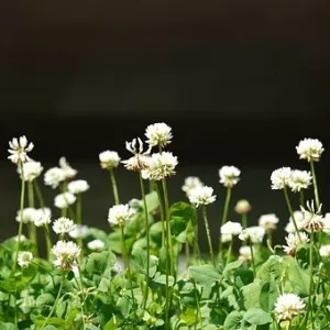 Sudoviai csávázatlan