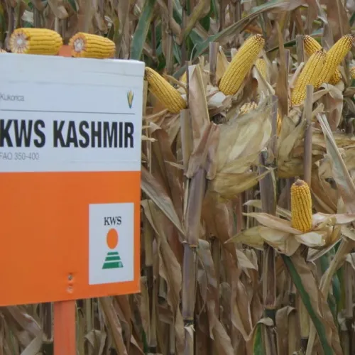 KWS Kashmir csávázatlan