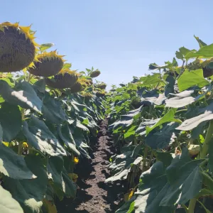 LG 50.645 CLP csávázott