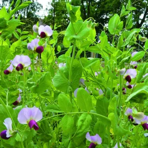 Arvika csávázatlan II. fok