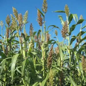 RGT Amiggo Antidótummal csávázott