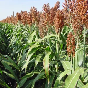 KWS Lupus Initio Hydro+ Antidótummal csávázott+stimulátor