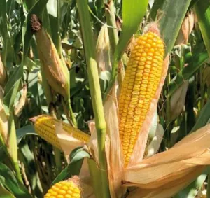 P02085 LumiGEN Standard csávázott+stimulátor