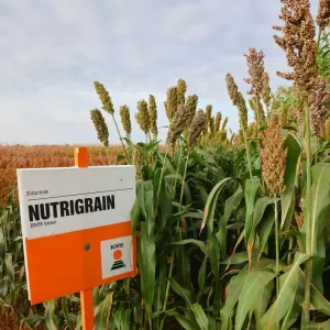 KWS Nutrigrain BMR Initio Hydro+ csávázott+stimulátor