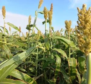 Big Texan BMR csávázatlan