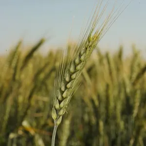 MV Pirkadat csávázott II. fok