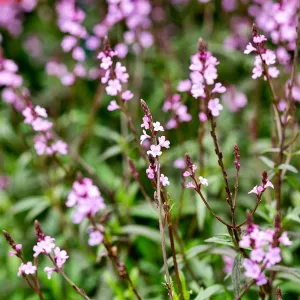 Vasfű-Verbena officinalis csávázatlan