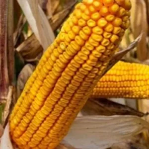 RGT Peterxxon csávázott