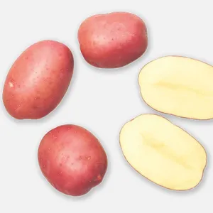 Kyra holland csávázott A 35-55 mm