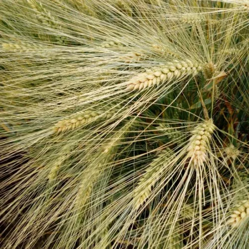 Hajna csávázott II. fok