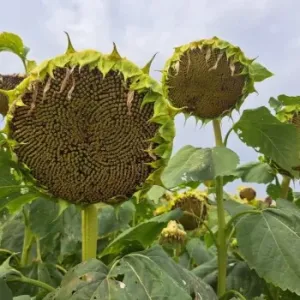 RGT Llucius SX csávázott