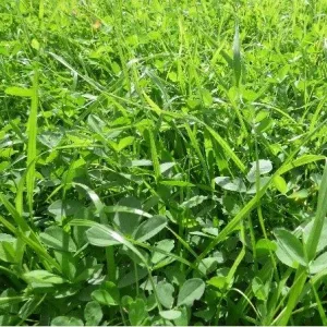 Zöldugar 20. csávázatlan