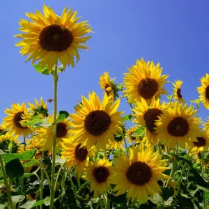 LG 50.639 SX csávázott