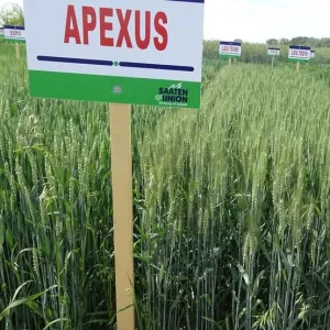 SU Apexus csávázott II. fok