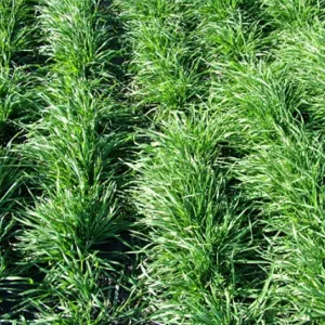 Gergő évelő csávázatlan I. fok