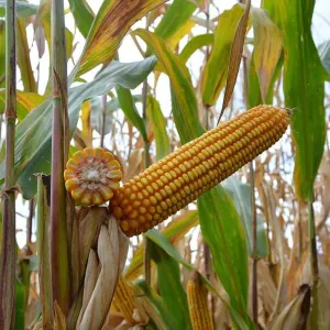 ES Hattrick csávázott+stimulátor