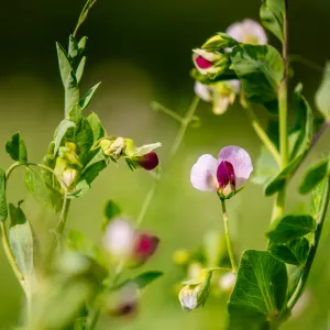 Nany csávázatlan II. fok