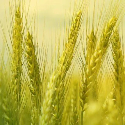 SY Exaltation csávázott II. fok