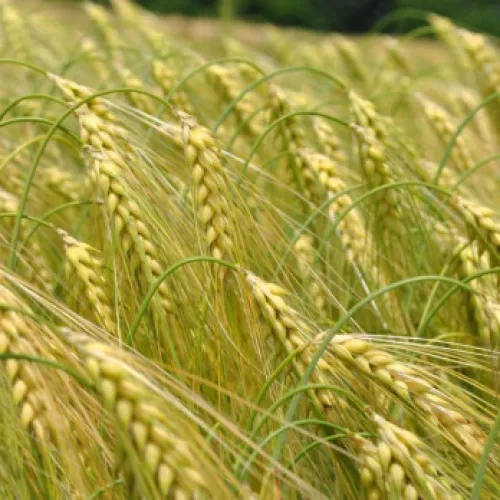 LG Abilene csávázott II. fok