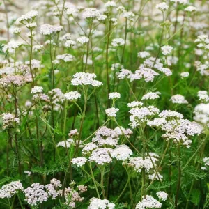 Cickafark-Achillea millefolium csávázatlan