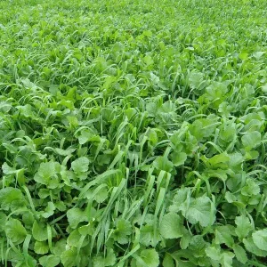 Viterra Topgrün csávázatlan