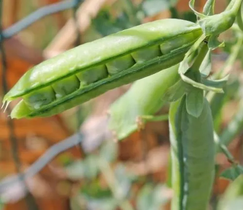 Debreceni apró csávázatlan standard