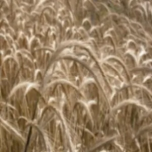 Kriszta évelő csávázatlan elit