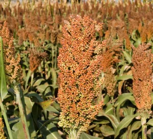 KWS Heimdall Initio Hydro+ Antidótummal csávázott+stimulátor