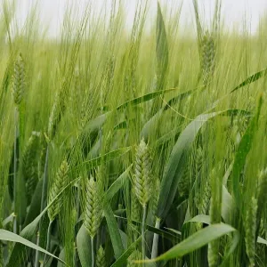 IS Belladur csávázott II. fok