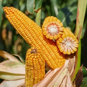 KWS Hypolito Initio csávázott+stimulátor +Korit