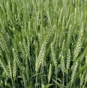 MV Seuso csávázott II. fok