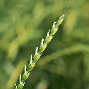 MV Martongold BIO csávázatlan BIO II. fok