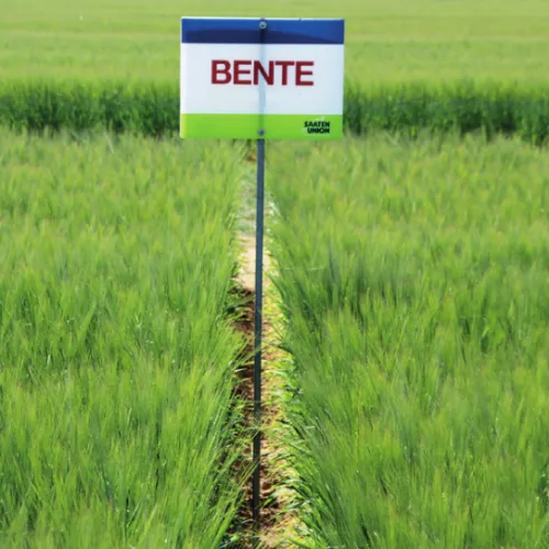 Bente csávázott I. fok