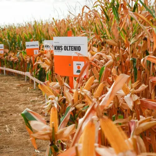 KWS Oltenio csávázatlan