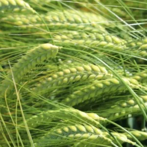 Adalina Plusz csávázott+stimulátor II. fok