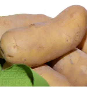 Ambrine francia csávázott A 35-45 mm