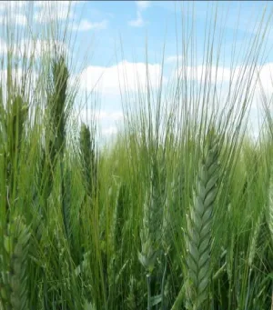 Sanodur csávázott II. fok