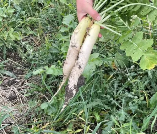 Rgt Mix 4. csávázatlan