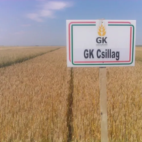 GK Csillag csávázatlan II. fok