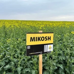 Mikosh Rapool Seed Power Premium Plus csávázott+rovarölő +stimulátor