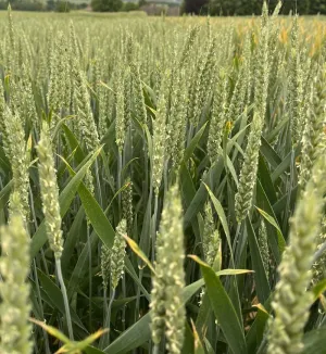 SU Karoque csávázott+stimulátor I. fok