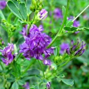 Írisz csávázatlan II. fok