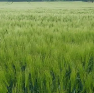 GK Rodeó csávázott II. fok