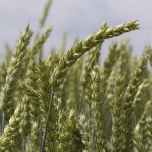 Lennox csávázott II. fok